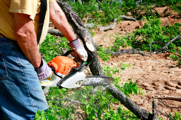 Trusted Norlina, NC Tree Service Experts